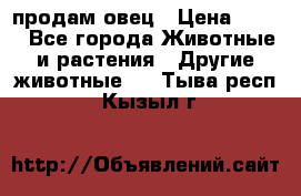  продам овец › Цена ­ 100 - Все города Животные и растения » Другие животные   . Тыва респ.,Кызыл г.